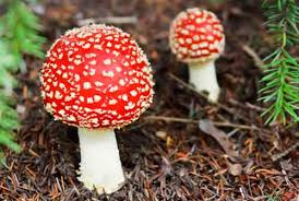 Cara Jamur Memperoleh Makanan Bereproduksi Hidup Dan Habitatnya Biologijk