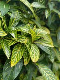 Image result for Sanchezia