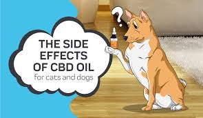 The most common cbd side effects for pets is sedation or drowsiness. The Side Effects Of Cbd Oil For Dogs And Cats Innovet Pet