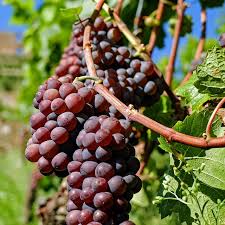 Image result for Vitis vinifera