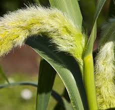 Image result for Setaria italica