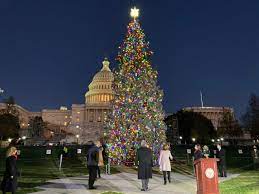 Denver Capital Christmas 2022 A Colorado Spruce's Journey To Becoming The Us Capitol Christmas Tree |  Colorado Public Radio