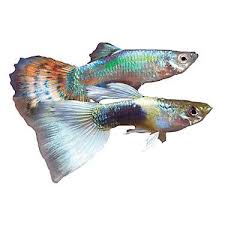 Fancy Guppy Fish Goldfish Betta More Petsmart Pet Fish Fish For Sale Guppy