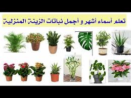 تعلم أسماء أشهر و أجمل نباتات الزينة المنزلية فيديومهم جدا Youtube In 2020 Plants Garden