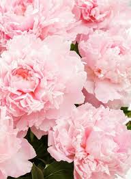 Meine pfingstrose macht schon das 2.jahr keine blüten mehr.sie hat ein üppiges blattwerk und. Strauch Pfingstrose Paonie 21 Cm Topf Rosa Paeonia Suffruticosa Im Mein Schoner Garten Shop Pfingstrosen Wunderschone Blumen Schone Garten