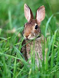 Here's the quick answer if you are able to make this entire trip by car without stopping. How To Deal With Problem Rabbit In Massachusetts Wildlifehelp Org