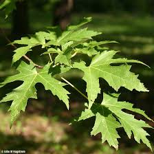 If you would like more information on maple leaf tree services please visit our main page or website www.mapleleaftrees.co.uk and facebook. Silver Maple Tree On The Tree Guide At Arborday Org