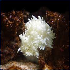 Image result for Aneilema spekei