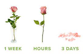 How long do roses last? How Long Do Roses Last Proflowers