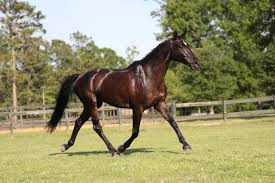 Of course, buying a thoroughbred is competitive and purchase prices can easily exceed $300,000. Discover The Irish Sport Horse