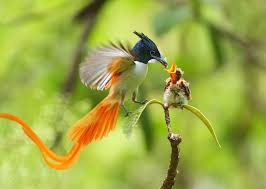 Bird Of Prey That Feeds On Fish 6 Letters Bird Of Paradise Feeding Baby Birds World Birds Beautiful Birds