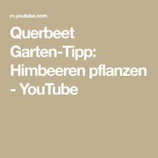 Querbeet Garten Tipp Himbeeren Pflanzen Youtube