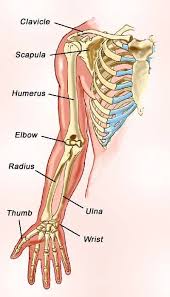 In common usage, the arm extends through the hand. Bones In The Arm Facts Structure Functions With Diagram