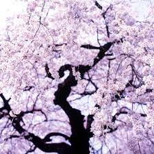 11 Stunning Photos Of Cherry Blossoms Just In Time For Spring Cherry Blossom Flowering Cherry Tree Blossom