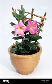 Image result for dipladenie amonea