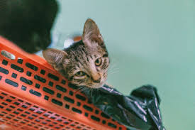 Another reason that cats will chew bags can be related to their dental health. Cat Ate Plastic Shopping Bag What Now Prevention Feline Follower