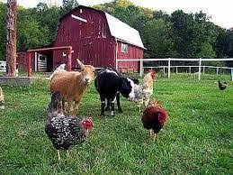 Real Farm Animals Pictures Google Search Farm Animals Pictures Chickens Farm Animals