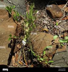 Image result for Talinum crispatulum