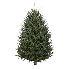 We did not find results for: 3 5 Ft Fraser Fir Real Christmas Tree In The Fresh Christmas Trees Department At Lowes Com