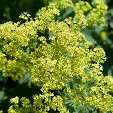 Image result for Alchemilla ellenbeckii