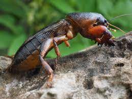 El grillo topo es un curioso animal que vive bajo tierra y excava pequeños túneles en los que se esconde. Que Es Y Como Se Combate El Grillo Topo Jardineria On