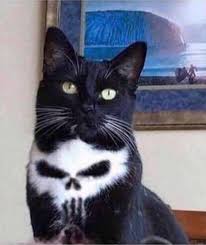 The Punisher Cat Funny Animals Cute Baby Animals Cute Funny Animals