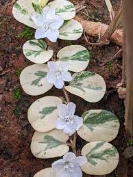 Image result for Evolvulus nummularius