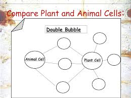 We did not find results for: Cells Secondary Science 4 All