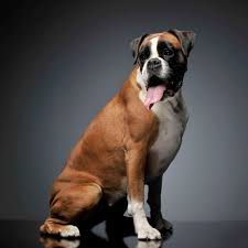 Check spelling or type a new query. Choosing A Boxer Mix Breed Which Is Best For Your Home Embora Pets