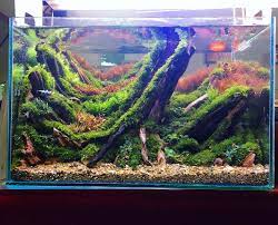 Aquascape Contest 2019 By David Shiva Aquarium Landscape Aquascape Aquascape Aquarium