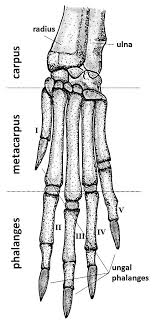 One way to learn all the bones in the human body is to categorize them by shape. Dorsal View Of The Bone Anatomy Of Rabbit Feet Left Front A And Hind Download Scientific Diagram