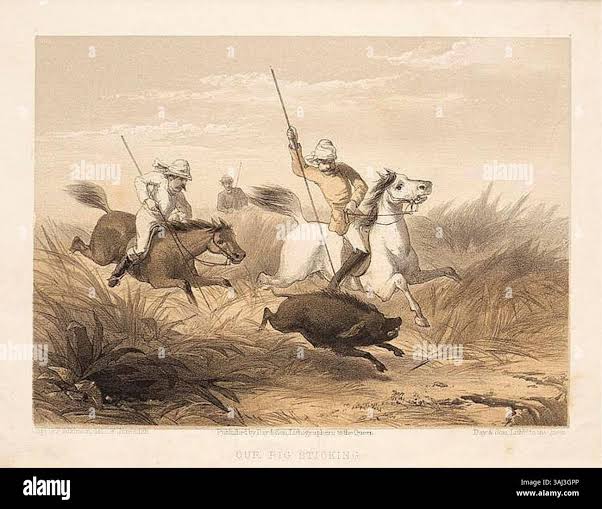 Pig sticking india hi-res stock photography and images - Alamy