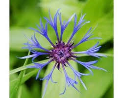 Pin On How To Make A Sun Garden Shine