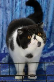 Co-Ordinating Cat council of Australia