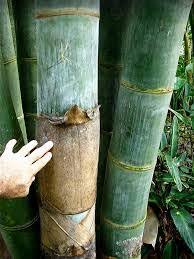 Image result for Dendrocalamus