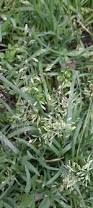 Image result for Poa binata