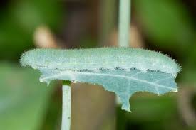 Image result for Pieris rapae