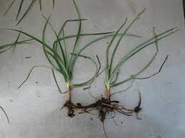 Image result for Cyperus rotundus
