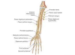 Image result for Normal Anatomic Position of the Hand and Wrist