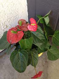 Red Anthurium Anthurium Plant Leaves Flowers