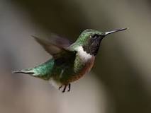 Image result for do hummingbirds always flap their wings
