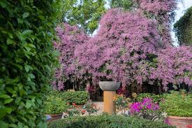 Image result for Congea