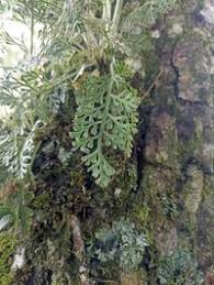 Image result for Asplenium theciferum