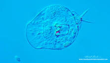 Photomicrography and Video of Protozoa and Rotifers by Robert ...