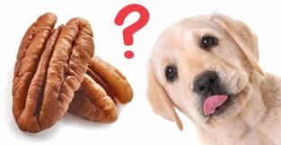 Mogen Honden Pecannoten Eten Wat Je Moet Weten Voordat Je Je Noten Deelt