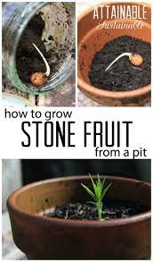 Growing Stone Fruit Nectarines Peaches Plums From Seed Is Easy Here S How To Expand Your Homestead Orchard Growing Fruit Growing Fruit Trees Stone Fruit