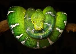 Stunning Picture Wildlife Photography Wild Photography Snake