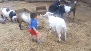 Mean Goat GIF - Goat Fail Funny - Discover & Share GIFs