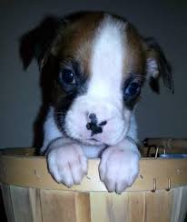 Find boxer puppies and breeders in your area and helpful boxer information. Boxer Puppies For Adoption The Y Guide