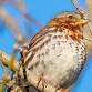 Birding Banshee